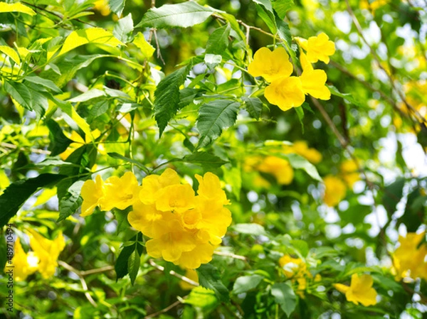 Obraz Beautiful blooming yellow flowers among the green leaves