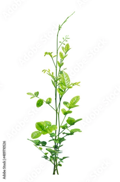 Obraz Tree with green leaves isolated on white background