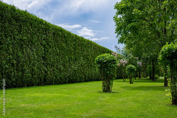 Obraz high hedge of evergreen arborvitae thuja near of a green turf lawn with a deciduous bushes landscape on a sunny summer day scenic place, nobody.