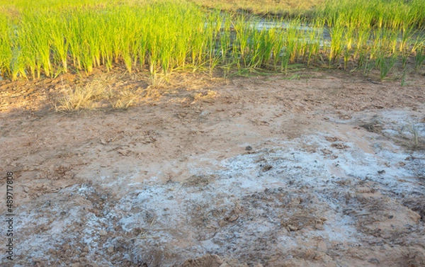 Fototapeta saline soil