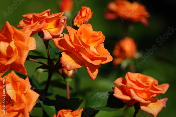 Fototapeta オレンジのバラ