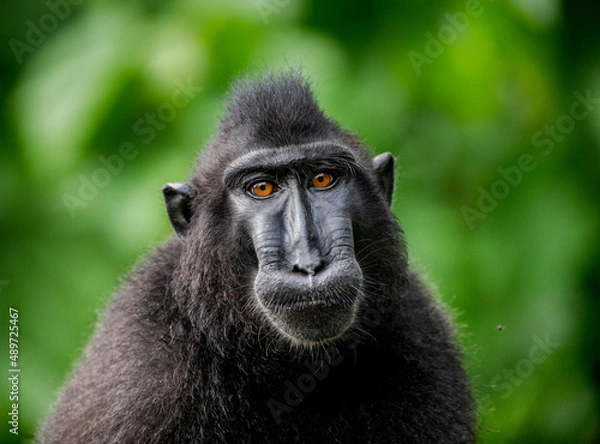 Obraz Portrait of a сelebes crested macaque. Close-up. Indonesia. Sulawesi.