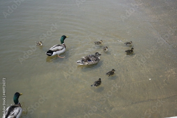 Obraz family of ducks