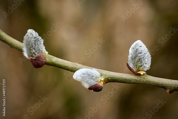 Fototapeta Weidenkätzchen