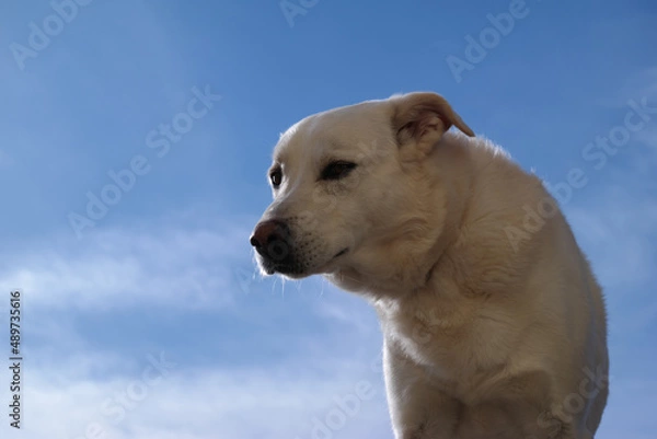 Fototapeta Cane bianco