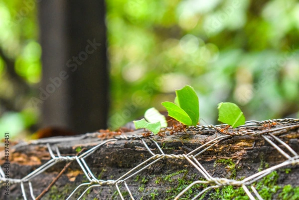 Obraz Leaf Cutter Ants