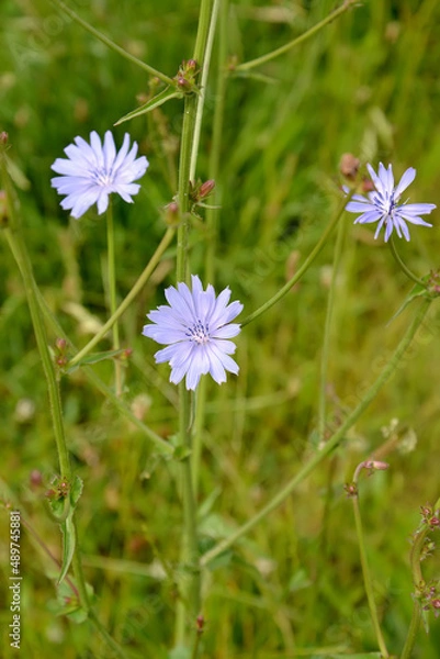 Fototapeta Ordinary chicory (Cichorium intybus L.). Escape with flowers