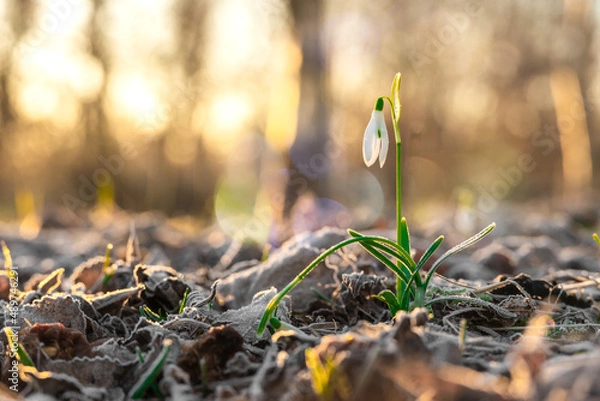 Obraz przyroda i nie tylko