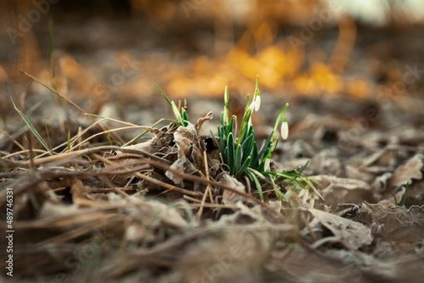 Obraz przyroda i nie tylko