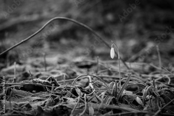 Obraz przyroda i nie tylko