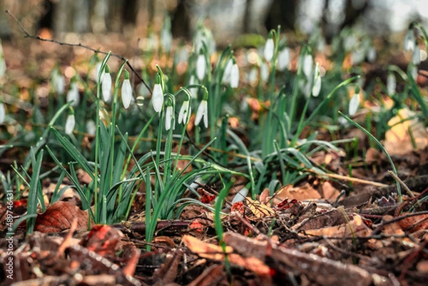Obraz przyroda i nie tylko