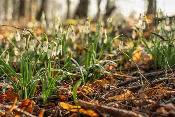 Obraz przyroda i nie tylko
