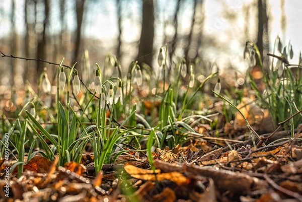 Obraz przyroda i nie tylko