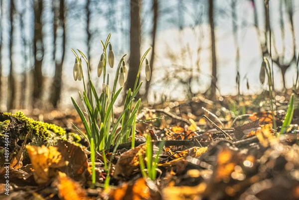 Obraz przyroda i nie tylko