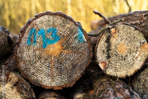 Obraz przyroda i nie tylko