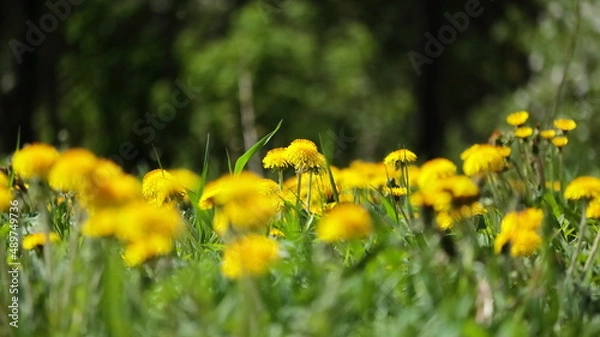 Obraz mlecze na łące