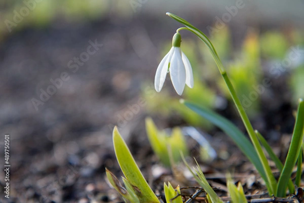 Obraz Common Snowdrop (Galanthus) blooming in the sun