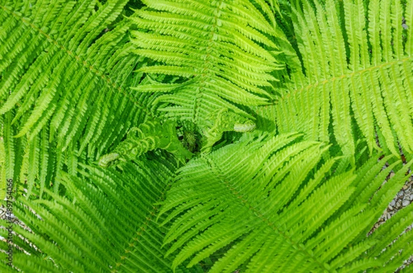 Fototapeta Ostrich fern, Matteuccia struthiopteris, with unfurling leaves, clos-up