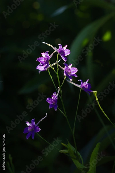 Obraz The forking larkspur (lat. Consolida regalis), of the buttercup family (Ranunculaceae). Central Russia.