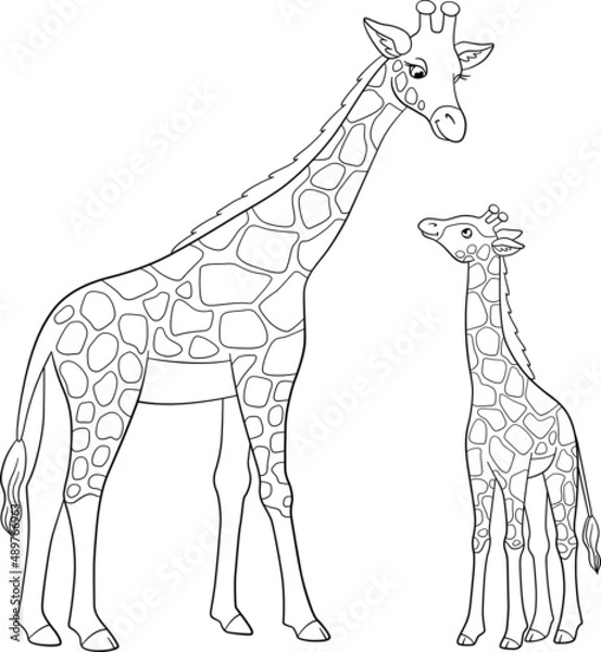 Fototapeta Coloring page. Mother giraffe with long neck stands with her little cute baby and smiles.