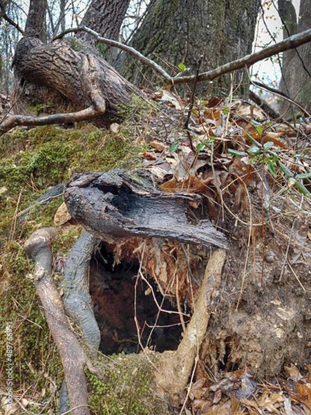 Obraz Forest Animal Den