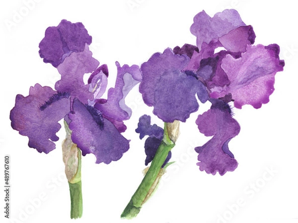 Obraz 花の水彩画ジャーマンアイリス