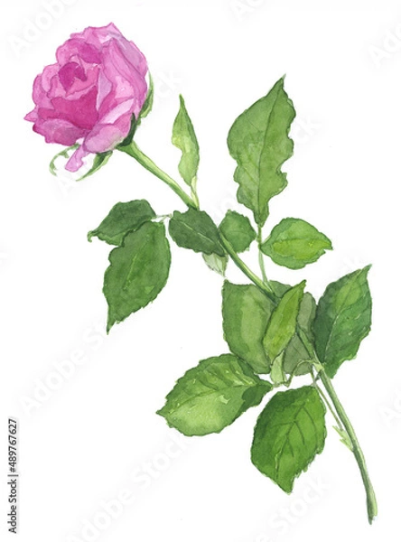 Obraz 花の水彩画バラ