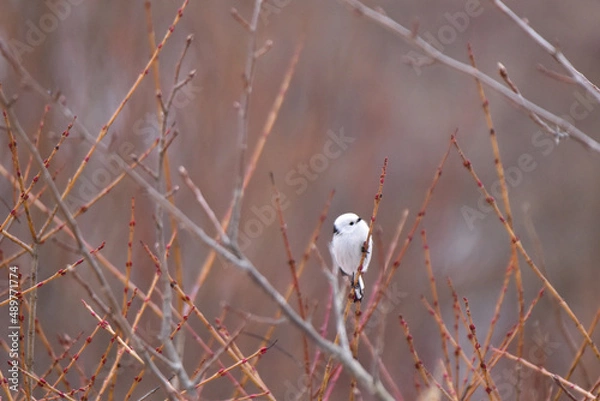 Fototapeta 細い枝に止まるシマエナガ