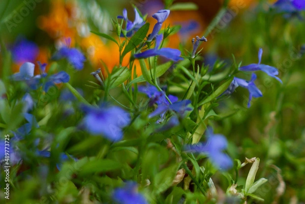 Fototapeta blue and yellow flowers