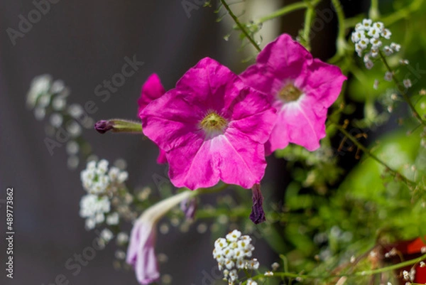 Obraz pink and white flower