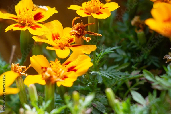 Obraz yellow flowers