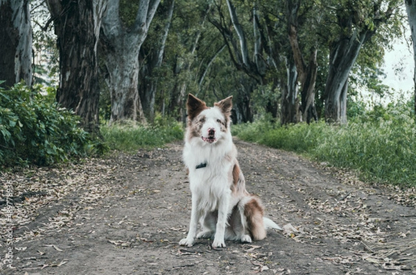Fototapeta border collie dog
