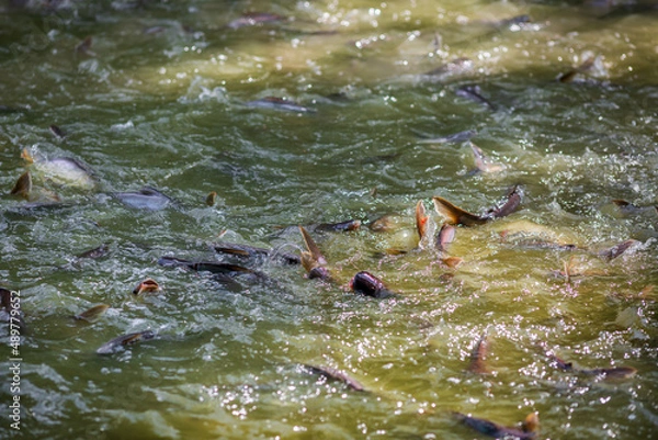 Fototapeta Pangasius fish or Vietnamese catfish are scrambling to eat in a farming pond. Beautiful wild catfishes eating feed in ponds.