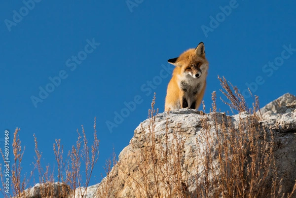 Fototapeta Red fox on the stone in blue sky backgroung