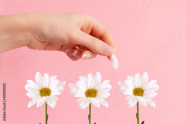 Fototapeta A woman's hand tears the petals from the chamomile flowers. Pink background. The concept of fortune telling and falling in love