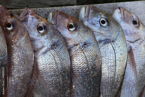 Obraz Snapper on a slab