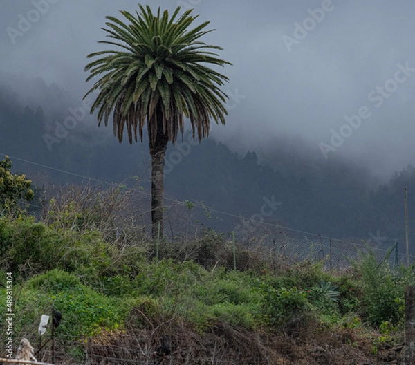 Obraz palm in the mountains with clouds