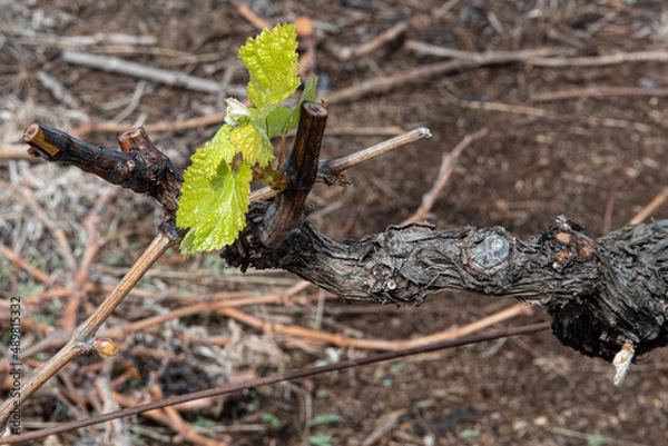 Obraz Viña retoñando