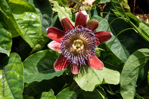 Obraz red and yellow flower