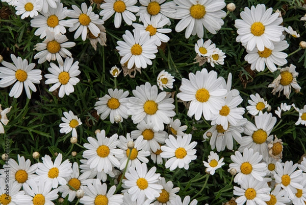 Obraz daisies in a field