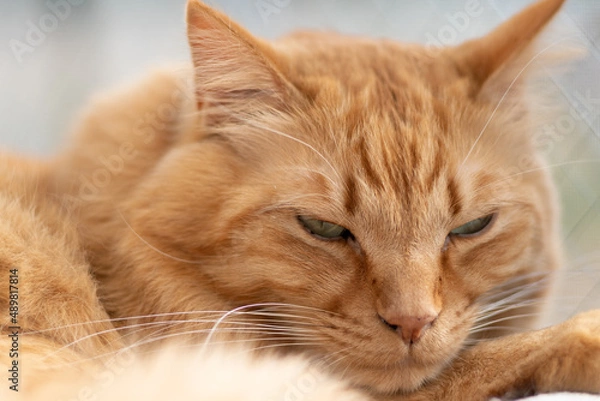 Fototapeta 眠そうな猫　茶トラ猫