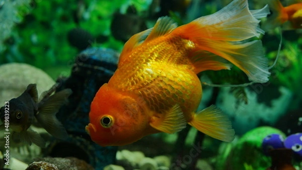 Obraz goldfish swimming in the aquarium with clear water, looks very beautiful
