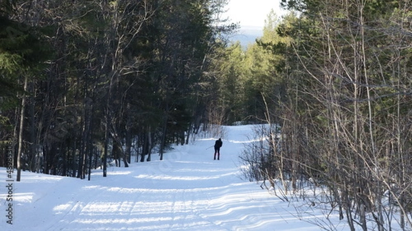 Obraz ducks on the lake