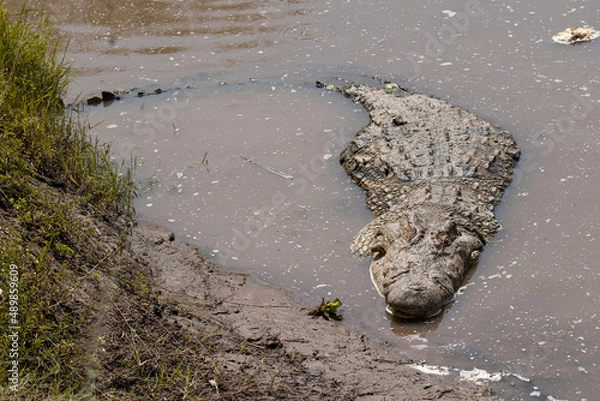 Obraz Crocodirle portrait