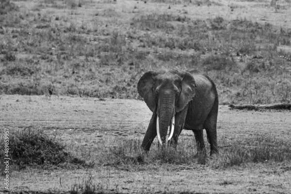 Obraz Elephant in the Mara