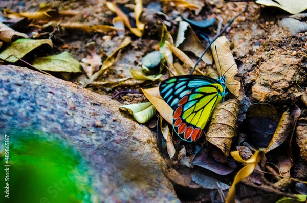 Obraz forest butterfly