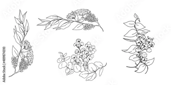 Fototapeta 手描き線画のボタニカルな挿絵