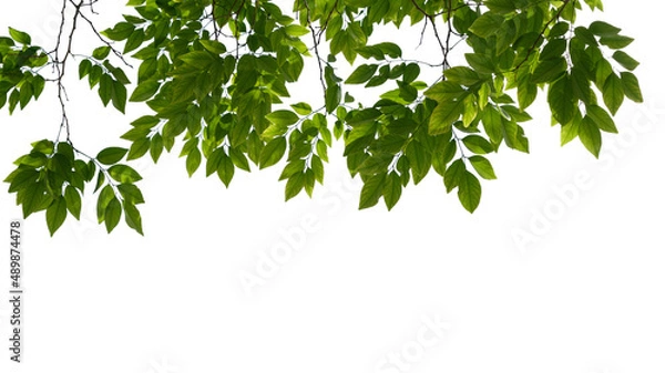 Fototapeta Green tree branch isolated on white background, nature frame background