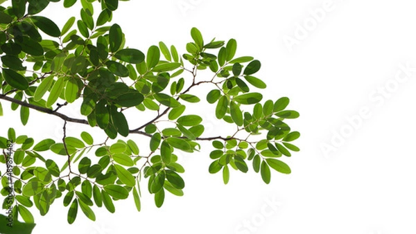 Fototapeta Green tree branch isolated on white background, nature frame background