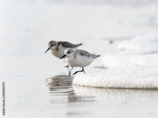 Fototapeta Sanderling in the breakers